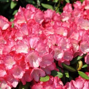 full_rhododendron-fantastica-2
