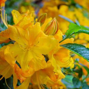 klondyke-rhododendron-bloom-nichols-arboretum