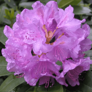 rododendron_ketevbinskij_grandiflorum
